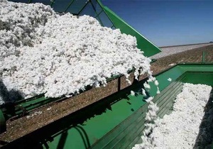 Best Grade 100% Organic <b>Raw</b> <b>Cotton</b> - Product Image 5