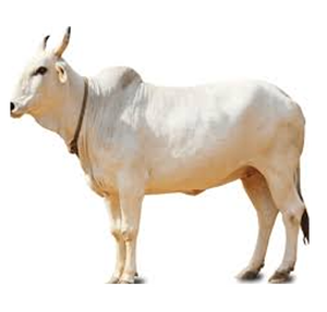 Vaches veauissantes en directivité, 3-6 mois, en excellent état pour le développement du nouveau bétail et les opérations d'élevage. Vente en gros. - Product Image 6