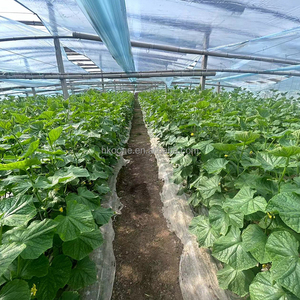 Modern Single Span Plastic Greenhouse for Cucumber Growing in Europe Commercial Farming - Product Image 5