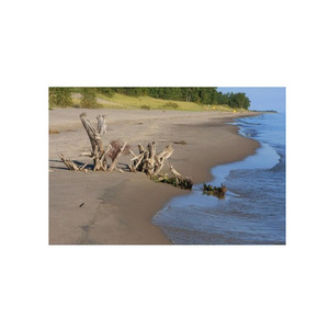 ¡Oferta a precios inmejorables! Grandes cantidades de troncos de Haya para la creación de estructuras de madera Mejores precios disponibles - Product Image 6