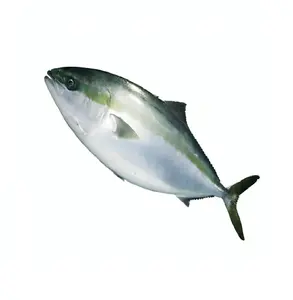 Japanese Frozen Fresh Other Fillet Product Yellowtail Scad Seafood