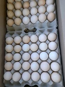 Se ofrecen huevos para incubar Ross 308 de calidad superior con entrega rápida ideal para criaderos y granjas comerciales - Product Image 2