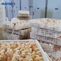 Incubadora automática de huevos de pollo, equipo de distribución de energía para avicultura