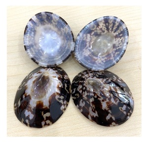 Conchas de Lapa para madres lactantes Alternativa natural a los escudos de silicona - Product Image 1