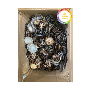 เปลือกหอยธรรมชาติจากเวียดนามสำหรับงานฝีมือตกแต่งบ้านและโครงการทำเครื่องประดับ - Product Image 6