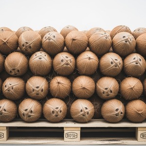 Noix de coco naturelles fraîches qualité d'exportation idéale pour les supermarchés, les restaurants et les fabricants d'aliments avec livraison rapide - Product Image 2