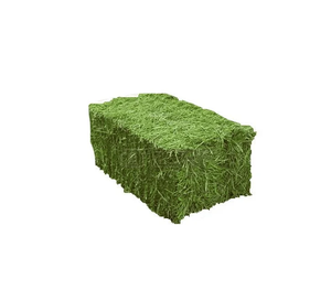 Venta al por mayor de heno de alfalfa para piensos a precios bajos, pedidos a granel perfectos para fabricantes de piensos y proveedores agrícolas - Product Image 3