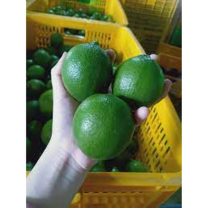 WHOLE FROZEN <b>LIME</b> WITH GREEN COLOR WHITE FLESH FOR INTERNATIONAL MARKET - Product Image 4