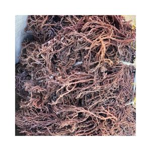Musgo de mar seco crudo musgo púrpura musgo irlandés EUCHEUMA COTTONII musgo silvestre con/sin sal al por mayor SEAMOSS - Product Image 3