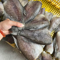 Poisson gourami en peau de serpent séché à prix compétitif
