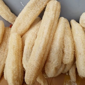 Esponjas de Luffa Secas para Bañarse y Limpiar, Esponja de Luffa Natural Entera Hecha en Vietnam, Precio Económico - Product Image 2