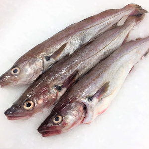 Premium Quality Fresh Alaskan Pollock Fish Frozen Alaska Pollock Fish - Product Image 4