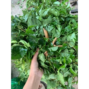 ใบ Giang สดแช่แข็ง/ใบแม่น้ำรสชาติเปรี้ยวธรรมชาติส่วนผสมเพื่อสุขภาพสำหรับมื้ออาหารจากผู้จำหน่ายในเวียดนาม - Product Image 1