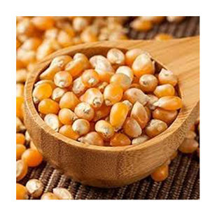 Vente en gros de maïs jaune OGM de haute qualité des meilleurs fabricants et des meilleurs matériaux - Product Image 2