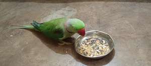 OEM ODM logotipo personalizado al por mayor mezcla natural de frutas y semillas de loros comida nutritiva mezcla para pájaros medianos y grandes - Product Image 4