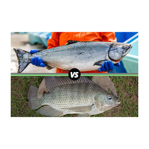 Salmón Fresco - Salmón 100% Calidad de Exportación de Bélgica, 2 Años de Vida Útil, Almacenamiento en Frío y Seco - Product Image 1