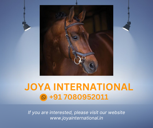 แรมโบ้ Micklem การแข่งขันบังเหียน-เข้มฮาวานา-ขนาดต่างๆ - Product Image 2