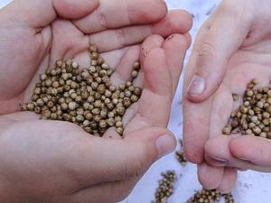 Semillas de cilantro secas AD crudas al por mayor - Product Image 2