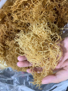 Superalimento de origen sostenible Seamoss seco de calidad de exportación a bajo precio de Vietnam - Product Image 4
