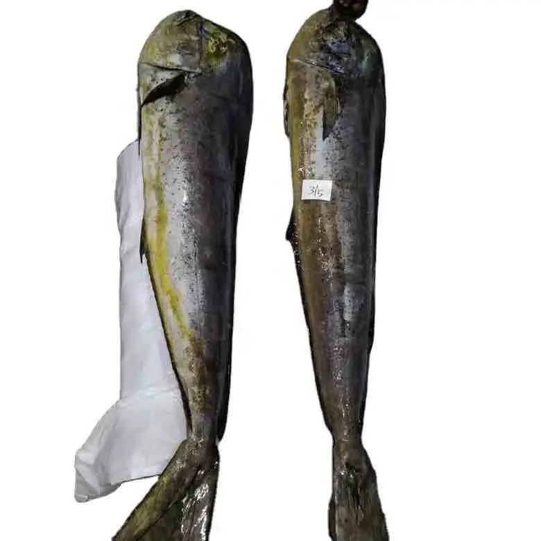 2 años de vida útil Exportado Natural Congelado Mahi-Mahi Filete de pescado