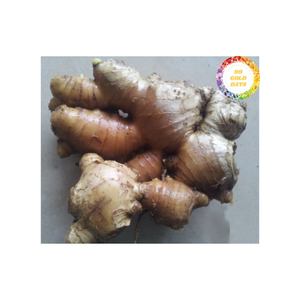 Jengibre fresco de Vietnam, auténtico material de raíz natural para condimentos culinarios, procesamiento de alimentos y exportación global al por mayor - Product Image 5