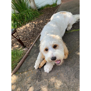 Juguete de madera no tóxico duradero para masticar perros, seguridad para mascotas, Material Natural 100% de Vigi Farm Exporter - Product Image 6