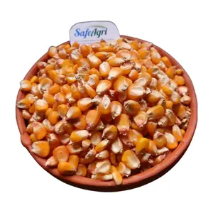 Высококачественная желтая кукуруза из Индии, 14%, Максимальная влажность и высушенная Желтая Кукуруза премиум класса для корма для животных