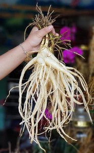 Raíz de Codonopsis Preservada al por Mayor de Vietnam, Bocadillo Herbal Confitado para Exportación - Product Image 6