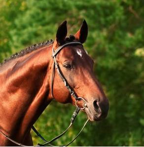 Bridon de dressage en acier inoxydable robuste à articulations creuses avec anneaux lâches pour l'équitation et l'entraînement, services OEM, marque Minarat - Product Image 5