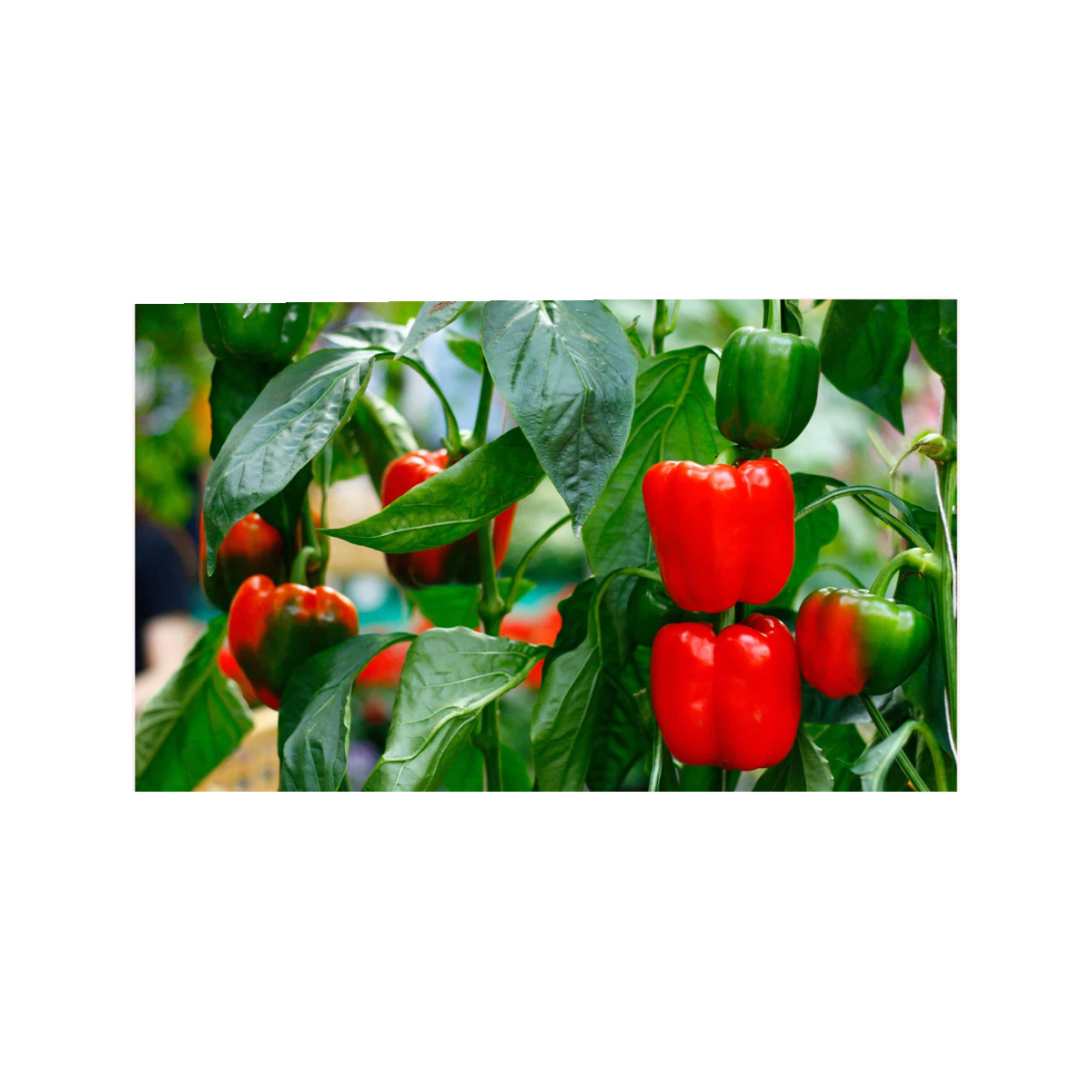 Capsicum segar atau paprika dijual tanaman baru utuh dengan harga murah harga grosir pedas Harga kering cabai merah panas