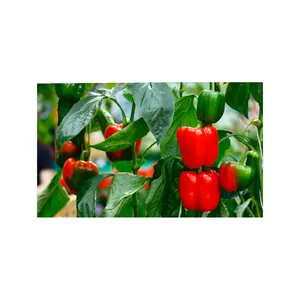 Capsicum frais ou poivron à vendre Nouvelle récolte entière à bas prix Prix de gros épicé piment rouge sec