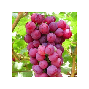 Raisins de qualité supérieure, couleur cramoisie, grappes fermes et vibrantes, excellente durée de conservation, idéal pour les restaurants, les livraisons à domicile, les vendeurs et les fruits frais - Product Image 2