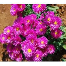 Fleurs fraîches coupées - Product Image 3