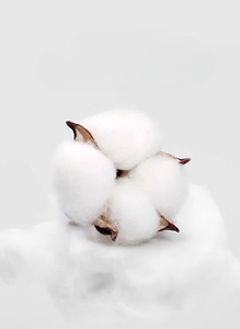 Camiseta Unisex con Cuello de Color, Tejida y Estampada, 100% Algodón, Transpirable, con Logotipo Personalizado, Uniforme de Trabajo OEM, Venta al Por Mayor en Vietnam - Product Image 6