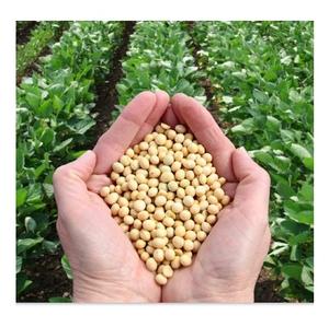 Sac de 50 kg de graines de soja jaunes sèches de qualité alimentaire et de germination, soja non OGM - Product Image 4