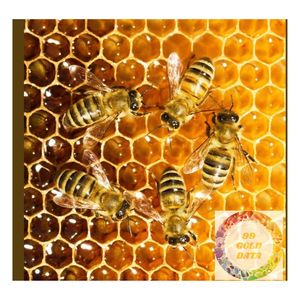 PREMIUM PURE BIOLOGIQUE NID D'ABEILLE DU VIETNAM SAVEUR NATUREL DOUX PRODUIT D'EXPORTATION EN VRAC DE MIEL MULTIFLEUR CRU DE HAUTE QUALITÉ - Product Image 5