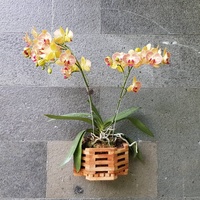 Pot de fleurs en bois fait à la main d'orchidées, Pot de jardin pour plantes à suspendre, Vase de Style Unique