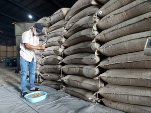 Café Robusta Premium de Vietnam, Aroma Intenso, Venta al por Mayor, Suministro a Granel en Sacos de Yute - Product Image 3