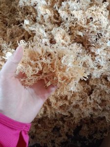 มอสทะเลแห้งมอสทะเลไอริชสีเหลืองดิบแห้งมอสทะเลสีทองขายร้อนคอตตอนอบแห้งจากเวียดนาม - Product Image 4