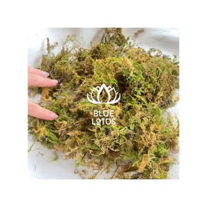 New Design Mossy Vegetation Dried Forest Green Moss Vietnam Planting Orchid In bulk - Product Image 1
