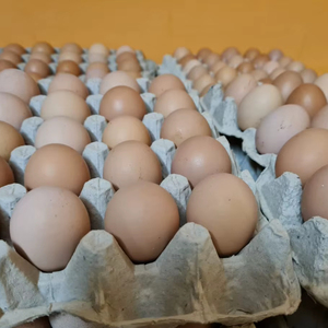 ไข่ไก่สดสีน้ำตาล/ไข่ไก่, ขายในราคาที่ดีที่สุด ไข่ไก่สดสีน้ำตาลจากฟาร์ม - Product Image 1