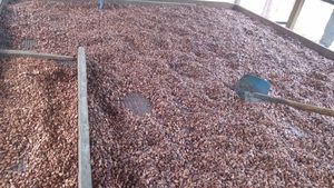 Granos de Cacao Tostados de Camerún y Ghana, Variedad Forastero, Grado 1, Bolsas de 50 kg - Product Image 2