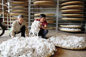 Cocon de soie blanc coupé et nettoyé pour l'exfoliation, le raffermissement et l'hydratation de la peau du visage, qualité supérieure, provenant de fermes vietnamiennes, prix abordable - Product Image 5