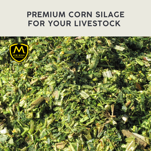 Ensilaje de maíz, alta calidad para alimentación animal en VIETNAM, buen precio - Product Image 3