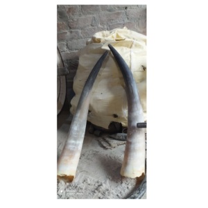 Par de bocina de búhos naturales, claxon blanco y negro, tamaño personalizado, precio al por mayor - Product Image 3