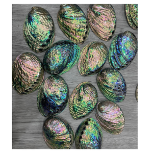 Concha de abulón de alta calidad Concha de abulón natural de Vietnam con color brillante y superficie pulida para exportación y comercio - Product Image 6