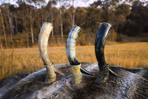 Cuerno para beber vikingo pulido respetuoso con el medio ambiente hecho a mano natural personalizado de la mejor calidad para restaurante y Hotel en casa de la India. - Product Image 3