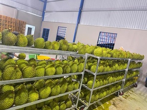 Durian Congelado de Alta Calidad, Orgánico, Monthong Ri6 Musang King LQF, de Granja Vietnamita 99 Gold Data, Paquete al Vacío de 15 kg - Product Image 4