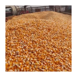 Maíz amarillo de nuevo cultivo para consumo humano y animal, maíz amarillo para alimentación de aves de corral - Product Image 6