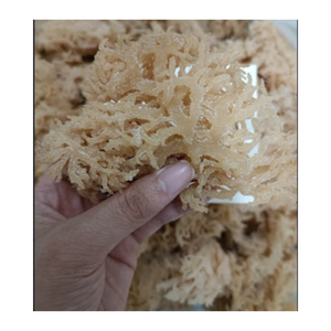 สาหร่ายคุณภาพสูงจากเวียดนาม - Product Image 2